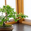 はじめての盆栽～盆栽の始め方・作り方【初心者必見】