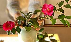 華道（生け花）池坊のお免状とは？ 費用やお礼、資格・階級について解説！