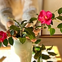 華道（生け花）池坊のお免状とは？ 費用やお礼、資格・階級について解説！
