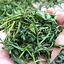 日本茶の主な製造工程（お茶ができるまで）